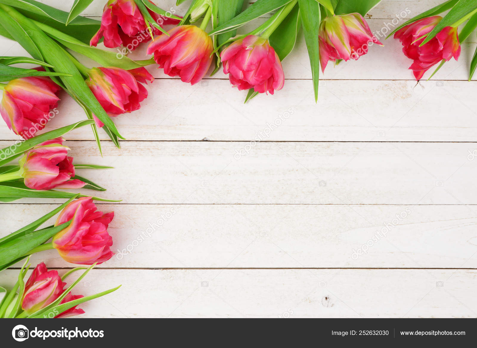 Borda Canto Flores Tulipa Rosa Contra Fundo Madeira Branca Com — Foto ©  JeniFoto #252632030, image size:1600x1167