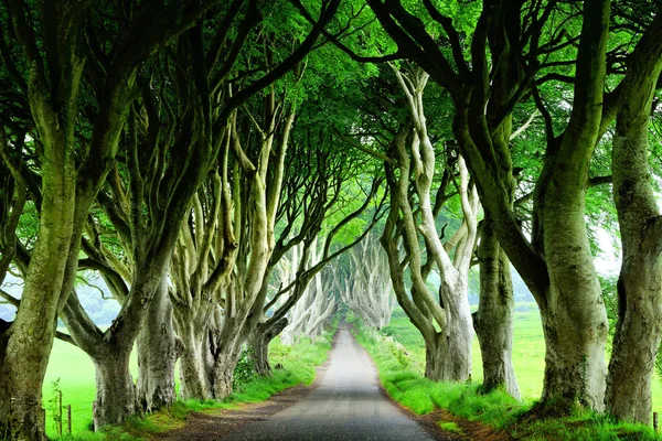 Majestic Dark Hedges Irlanda Norte Vista Para Baixo Estrada Através — Fotografia de Stock