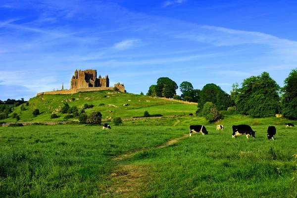View Ancient Landmark Rock Cashel Green Fields Cows County Tipperary — Stock Photo, Image