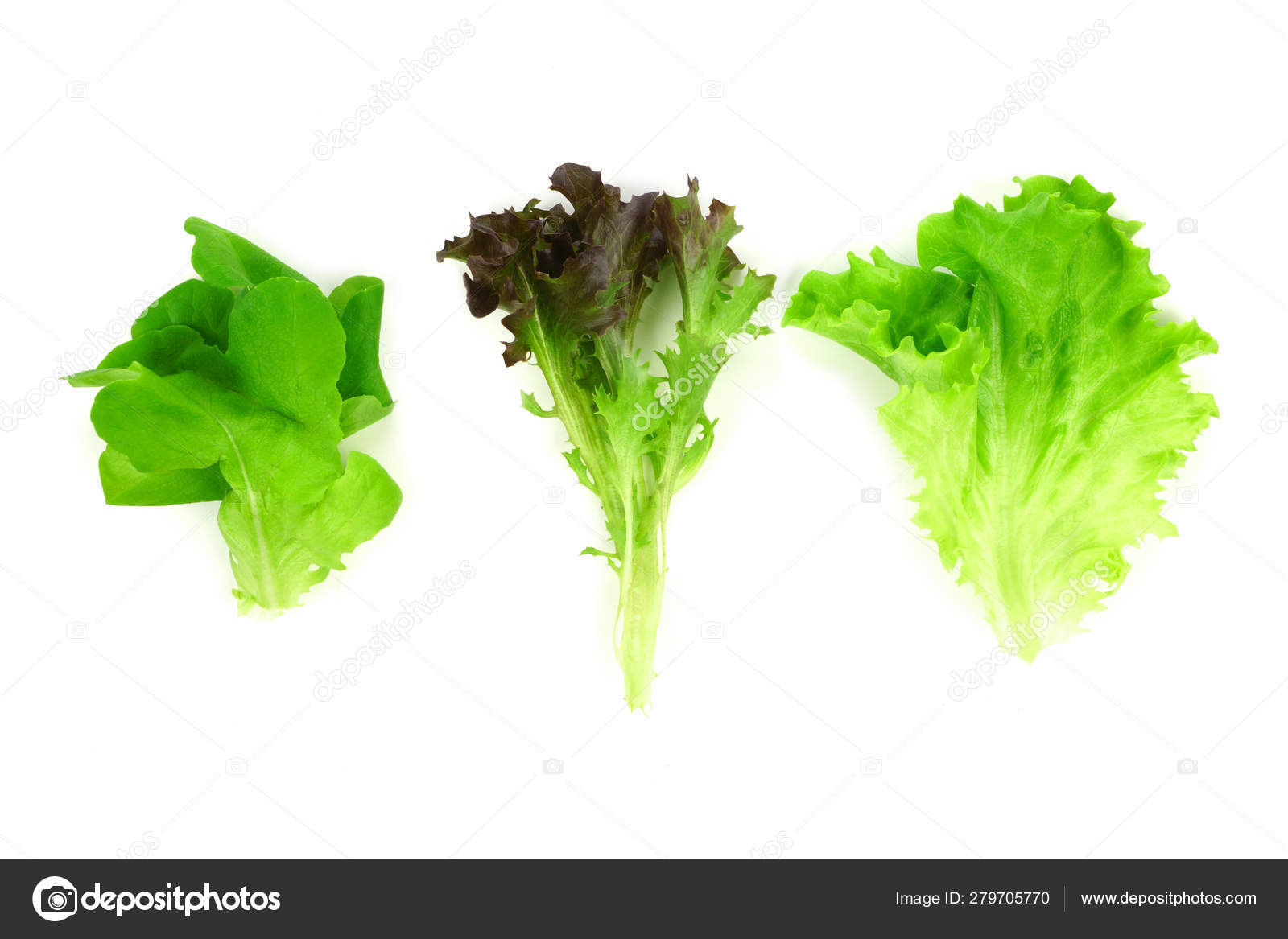 Lechuga tipos de hojas