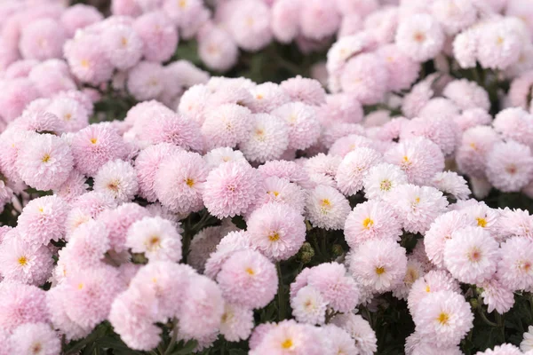 floral background of delicate pink chrysanthemums on .