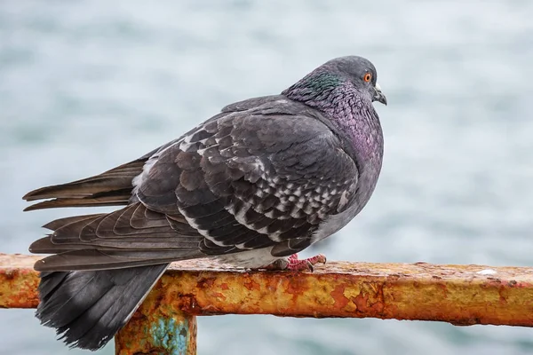 Large gray dove sitting on a rusty metal fence on the background of the water surface. The portrait of a bird.