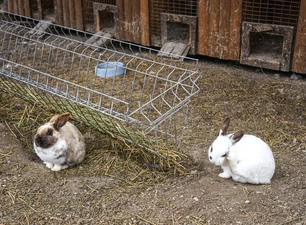 rabbit farm with fluffy rabbits on the background of straw bedding