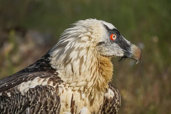 Portrait of a large bird of prey on a green background