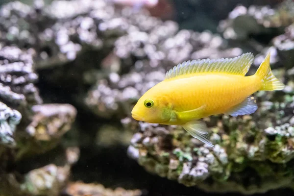 Aquarium yellow fish on the background of water. beauty of nature