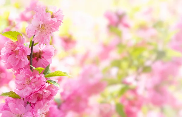 delicate pink floral background with Sakura flowers.