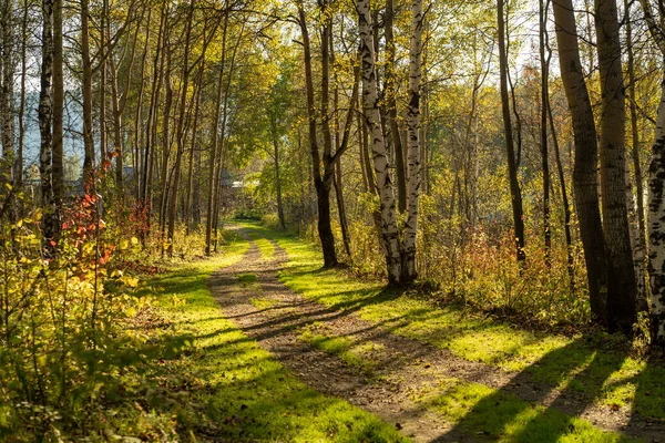 Natural landscape with a view of trees and a path in the grove. Autumn, seasons.