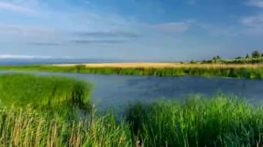 Lehçe manzara. Rüzgar sazlık. 4 k timelapse.