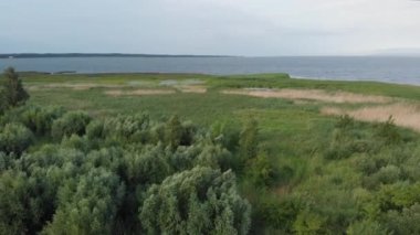Vistula Lagoon kıyısında acele ile kaplı. Renk sınıflandırma için D-cinelike dosya.