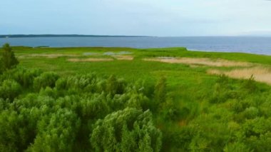 Vistula Lagoon kıyısında acele ile kaplı.