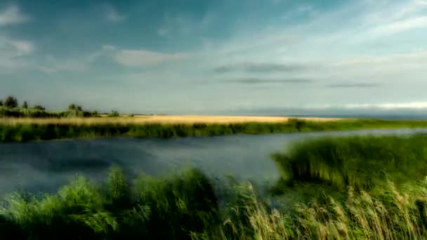 Polnische Landschaft Schilf Wind Zeitraffer Von — Stockvideo