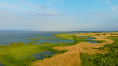Vistula Lagoon kıyısında acele ile kaplı.