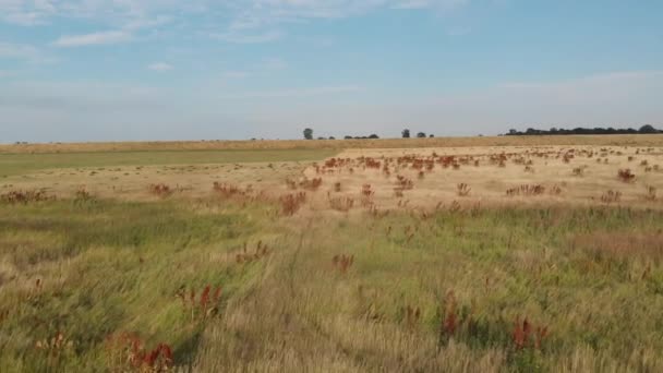 Vistula Nehri Taşkın Yatağının Alanı Renk Sınıflandırma Için Cinelike Dosya — Stok video