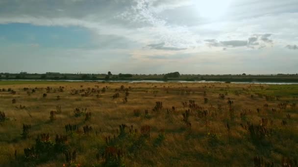 Antenn Skott Floden Vistula Floodplain Floden — Stockvideo