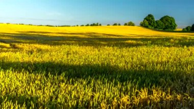 Gölge tahıl alanın üzerine kayması. 4 k timelapse.