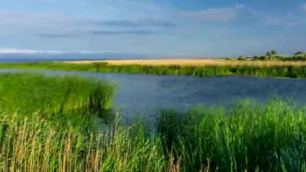 Polish Landscape Reeds Wind Timelapse — Stock Video