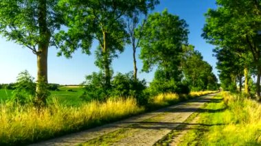 Ağaçlar satır arasında yol. 4 k timelapse.