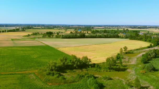 Letecké Záběry Letem Nad Zemědělský Pozemek Video — Stock video