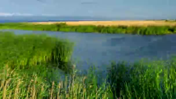 Polish Landscape Reeds Wind Timelapse — Stock Video