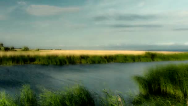 Polish Landscape Reeds Wind Timelapse — Stock Video