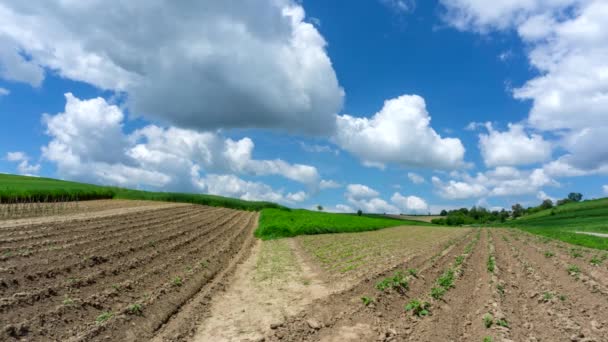 Timelapse Cultivated Fields Relating Flowing Clouds Blue Sky — Stock Video
