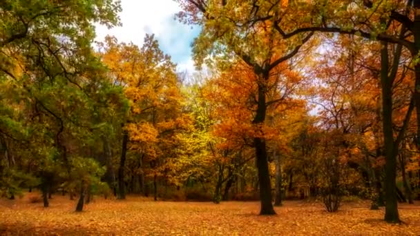 Zeitraffer Abend Herbstpark Katowice Polen — Stockvideo