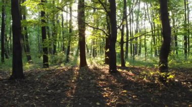 Ormandaki ağaçlar aracılığıyla günbatımı kirişler. Renk sınıflandırma için D-cinelike dosya.