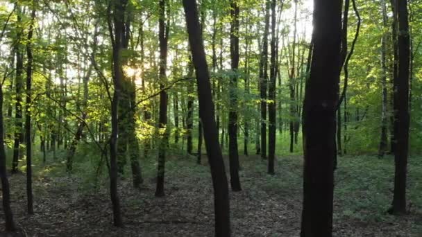 Pôr Sol Atravessa Árvores Floresta Arquivo Cinelike Para Classificação Cores — Vídeo de Stock