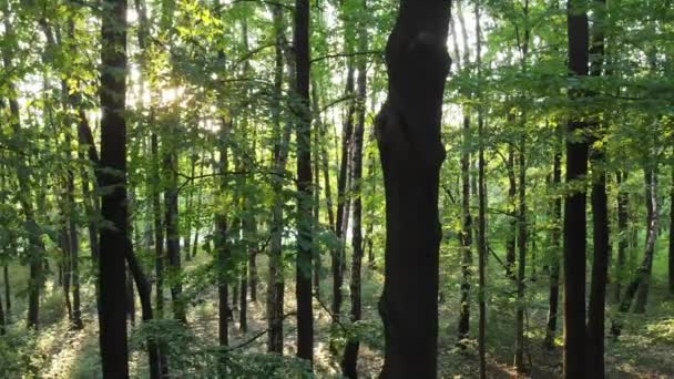 Coucher de soleil à travers les arbres dans la forêt. Fichier D-cinelike pour le classement des couleurs .