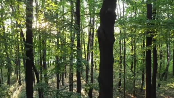 Puesta Sol Vigas Través Los Árboles Bosque Archivo Cinelike Para — Vídeo de stock