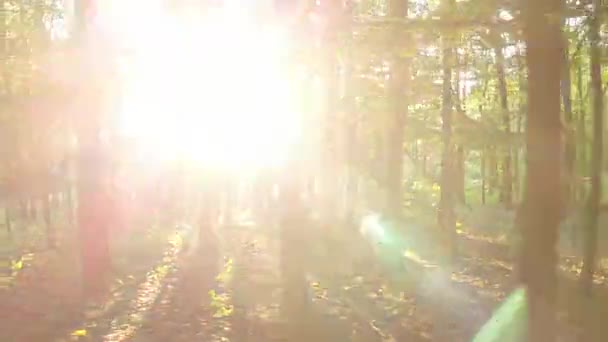 Coucher de soleil à travers les arbres dans la forêt. Fichier D-cinelike pour le classement des couleurs .