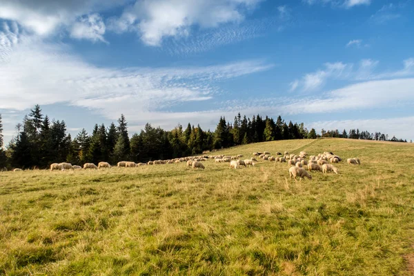 Schafherde Weidet Auf Schöner Bergwiese — Stockfoto