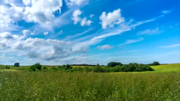 Rapsfeld Und Blauer Himmel Mit Wolken Die Sich Bewegen Zeitraffer — Stockvideo