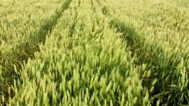 Rüzgarda sallanan tahıl rüzgarları.