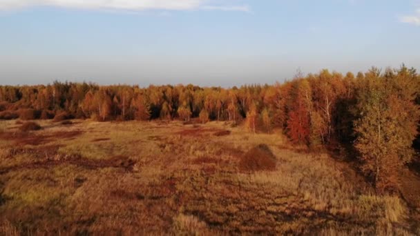 Лесная Поляна Купающаяся Лучах Заходящего Солнца — стоковое видео