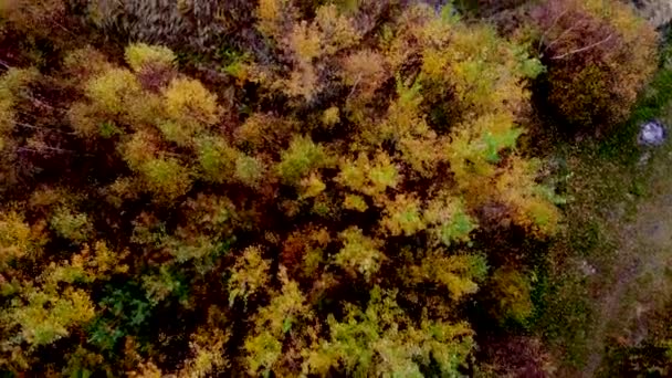 Antenne Von Oben Nach Unten Schöne Herbstbäume Gelb Orange Und — Stockvideo