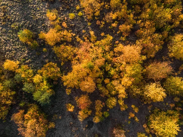 Cima Para Baixo Belas Árvores Outono Floresta Amarela Laranja Vermelha — Fotografia de Stock