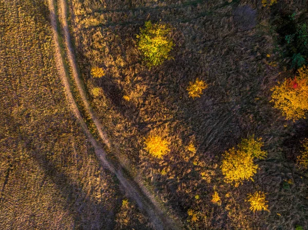 Cima Para Baixo Belas Árvores Outono Floresta Amarela Laranja Vermelha — Fotografia de Stock