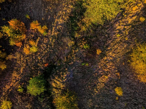 Cima Para Baixo Belas Árvores Outono Floresta Amarela Laranja Vermelha — Fotografia de Stock