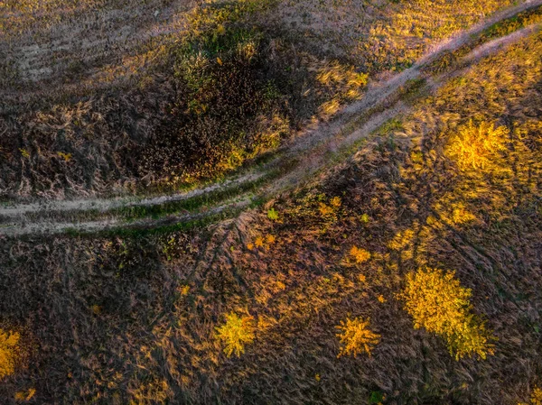Cima Para Baixo Belas Árvores Outono Floresta Amarela Laranja Vermelha — Fotografia de Stock