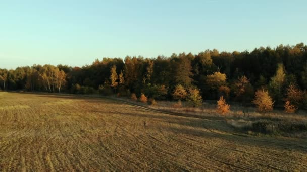 Una Radura Forestale Immersa Nella Luce Del Sole Tramonto — Video Stock