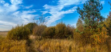 Lehçe manzara. Batan güneşin ışığında yıkanmış bir orman glade.