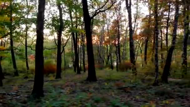 Pôr Sol Brilha Através Das Árvores Parque — Vídeo de Stock