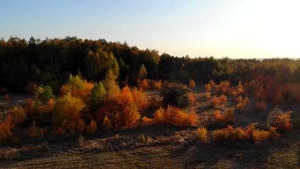 Flight Autumn Forest — Stock Video