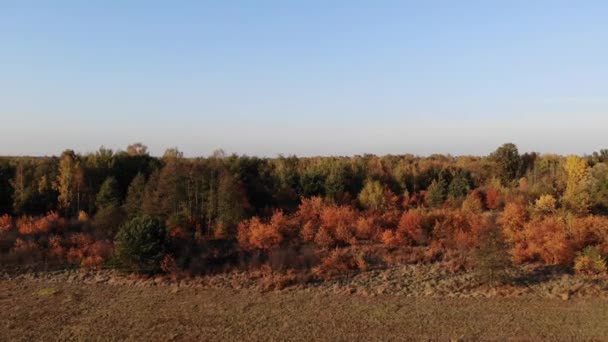 秋天的树林上空飞行 — 图库视频影像
