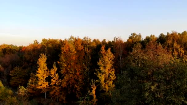 Volo Sopra Foresta Autunnale — Video Stock