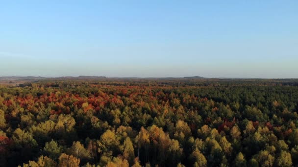 Політ Над Осіннім Лісом — стокове відео