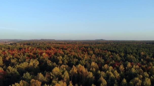 Flyg Över Hösten Skogen — Stockvideo