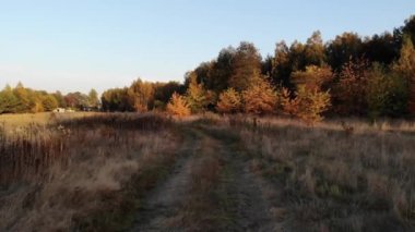 Sonbahar orman üzerinde uçuş.