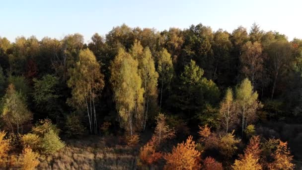 Зверху Видно Ліс Красиві Барвисті Ліси Восени — стокове відео